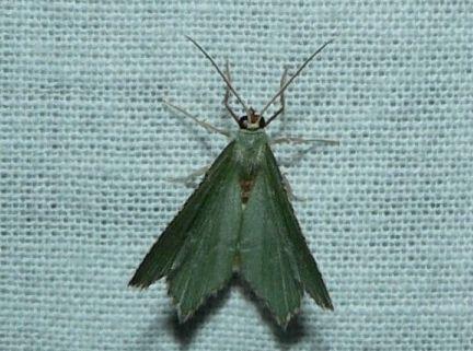 kleine zomervlinder.jpg - Kleine zomervlinder - Hemithea aestivaria